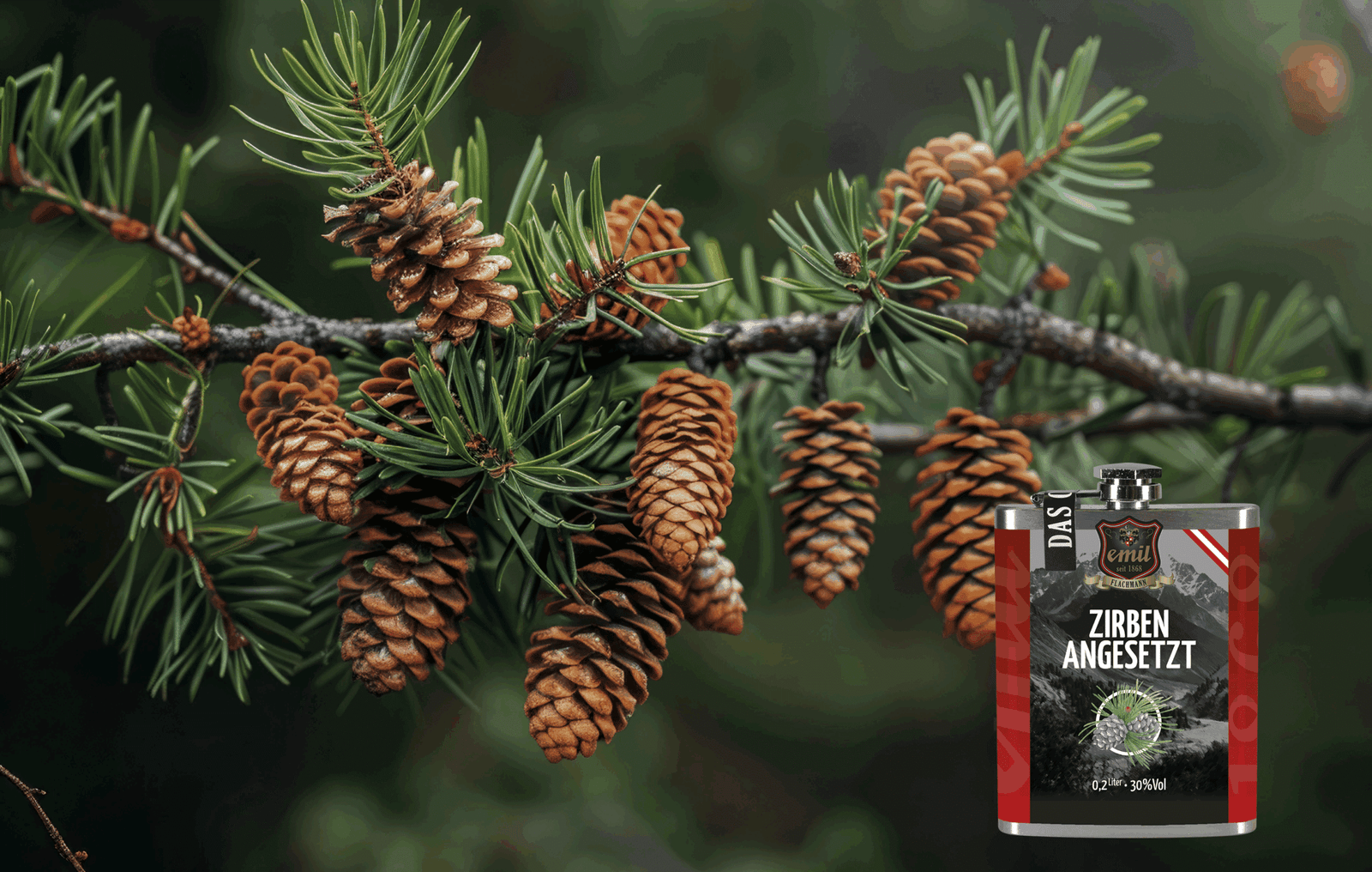 Zirben Zapfen auf Ast