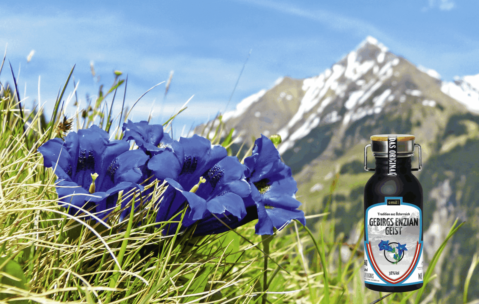 GEBIRGS ENZIAN GEIST – Bild 4
